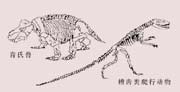 槽齒類爬行動(dòng)物和肯氏獸