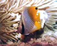 絲蝴蝶魚(yú)