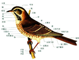 鳥全體